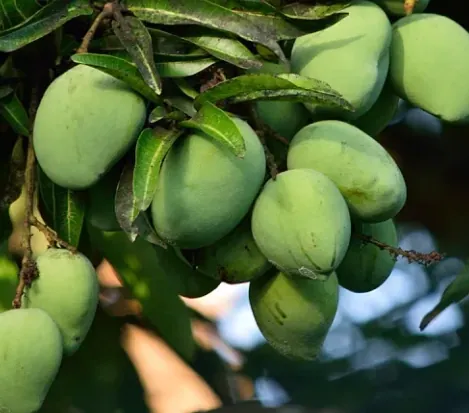 Green African mango fruit hanging on the tree
