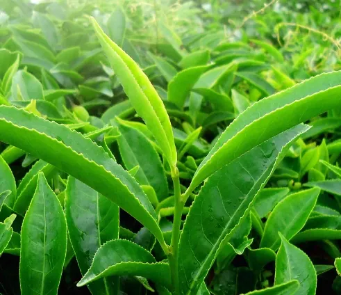 Young green tea leaves on the bush